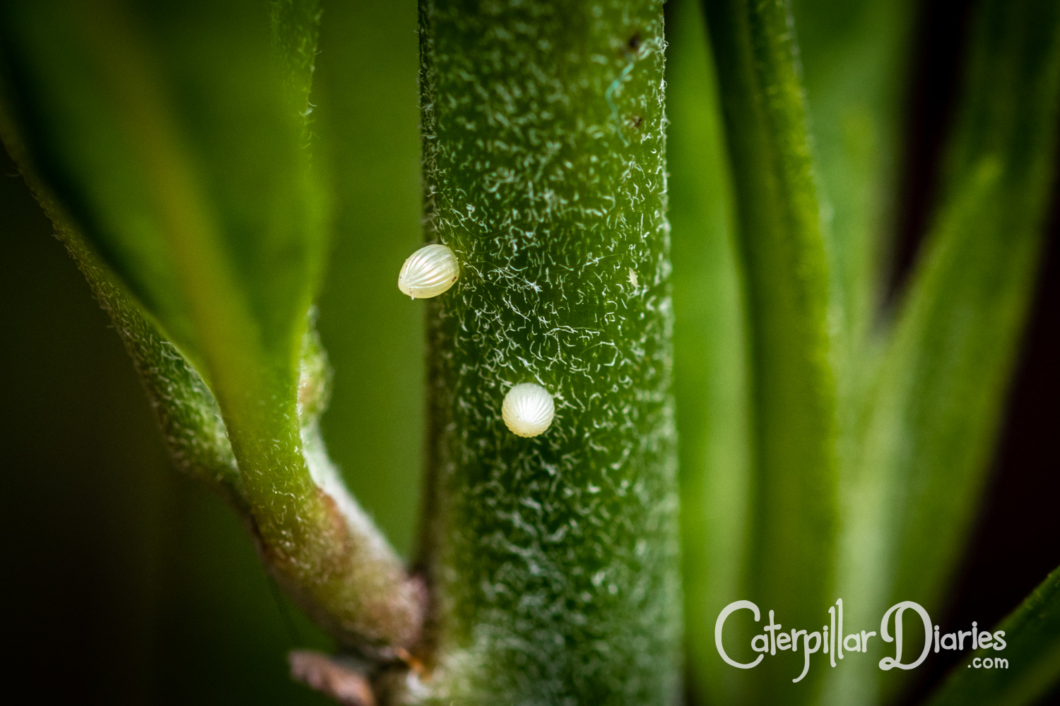 Two monarch butterfly eggs on the stem of a swan plant, in close-up so that details on the surface of the eggs and plant are visible.