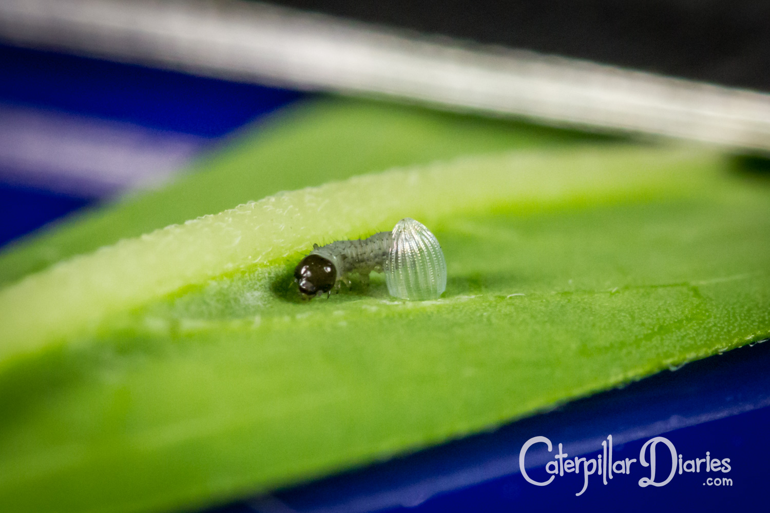 A tiny caterpillar of the monarch butterfly hatching from its egg on a leaf, with a black head and a hair- (setae) covered grey body.
