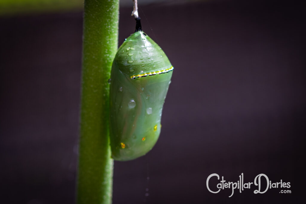 A green and gold chrysalis of the monarch butterfly, in close-up so that details within the chrysalis are visible, and with water droplets on its surface.