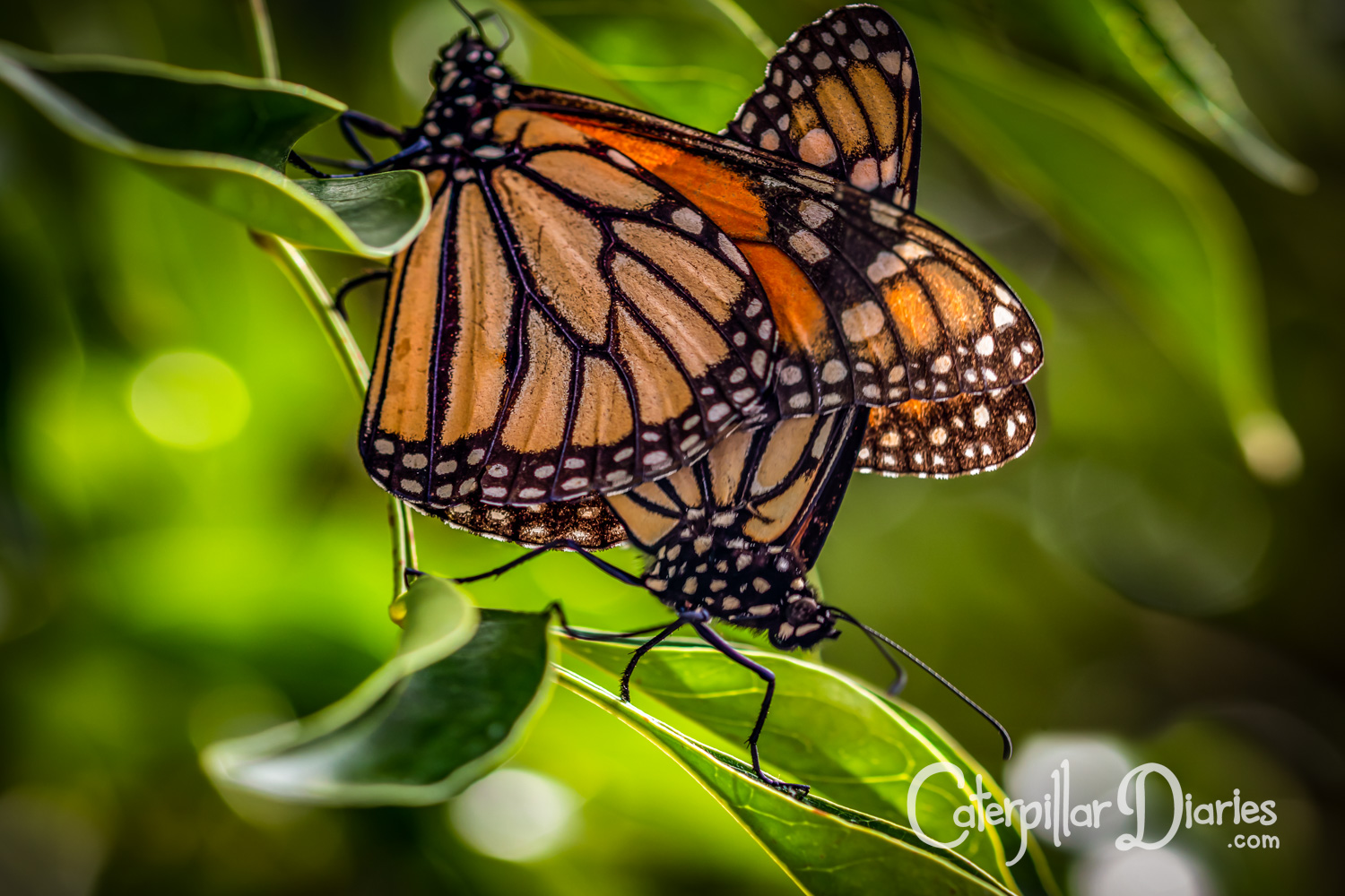 Two monarch butterflies, a male and a female linked together for mating, on the branch of a tree.
